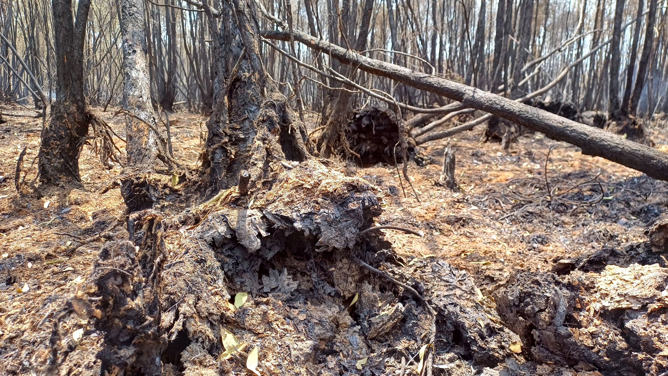  Khung cảnh hoang tàn sau 16 giờ cháy rừng tràm Cà Mau - Ảnh 9.