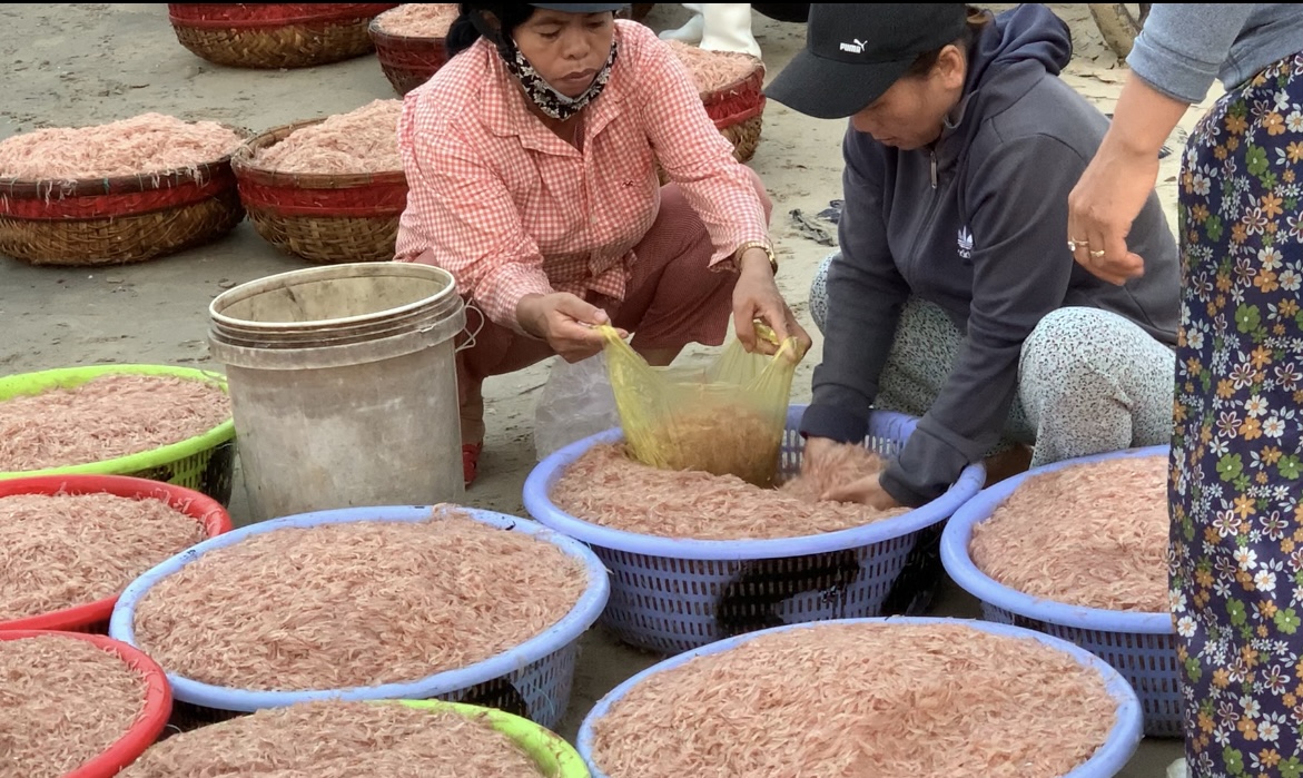 Khu chợ ven biển Đà Nẵng, chỉ bán độc nhất một loại hải sản- Ảnh 6.