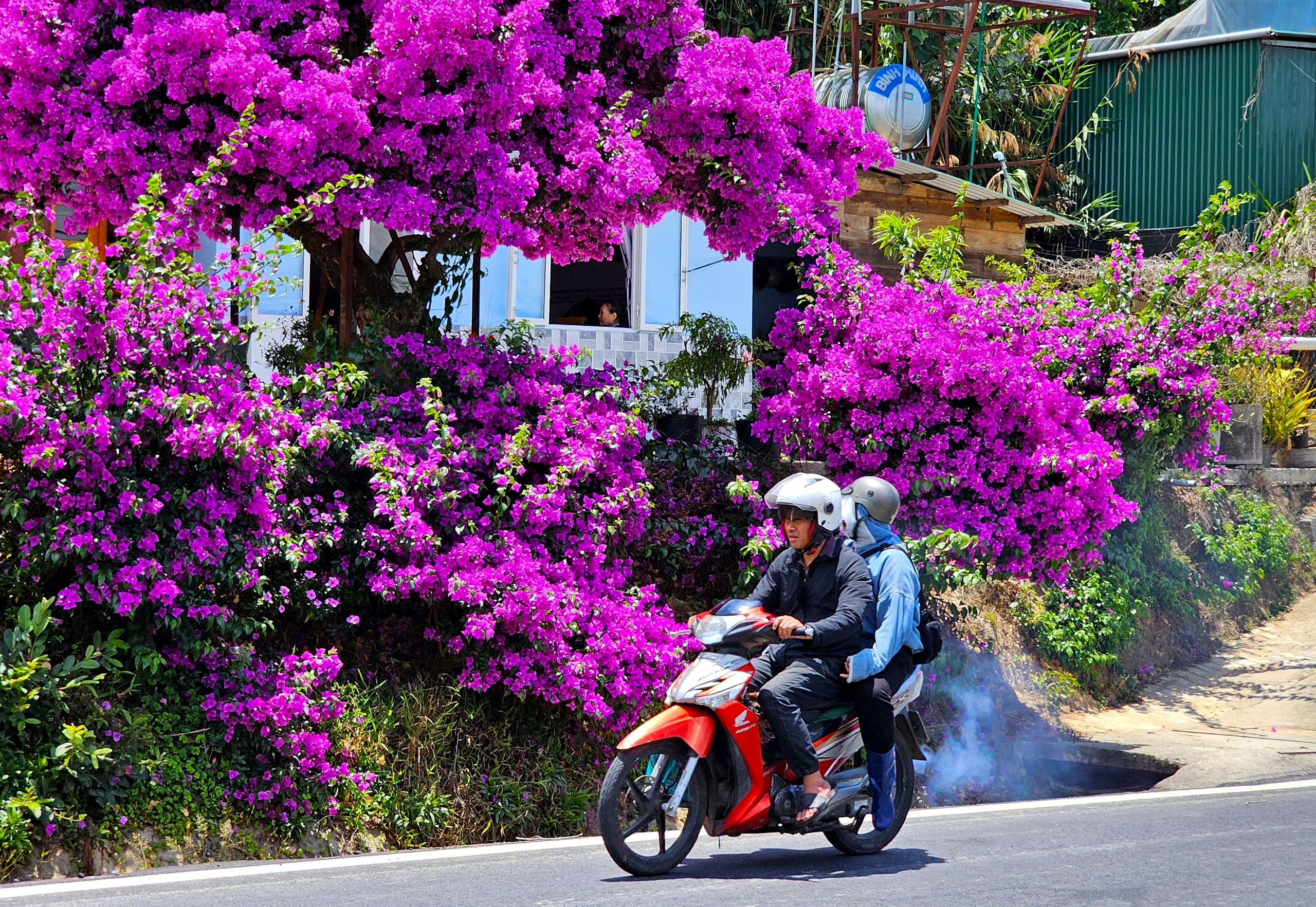 Ngắm cây hoa giấy nổi tiếng nhất Đà Lạt, ai đi qua cũng phải trầm trồ- Ảnh 2.