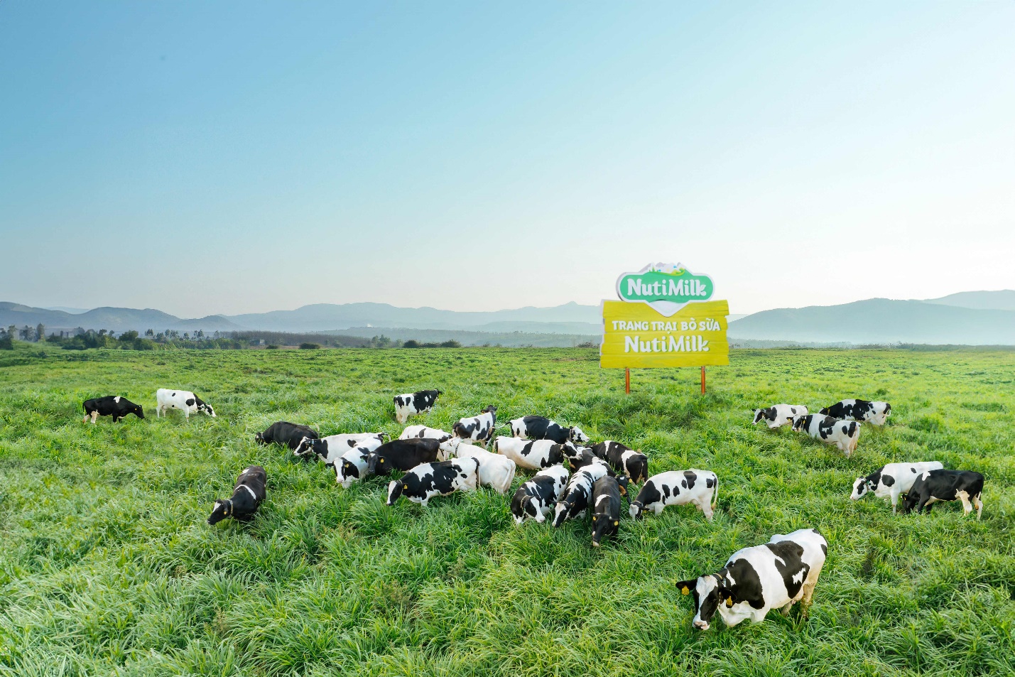 A herd of cows grazing in a field  Description automatically generated