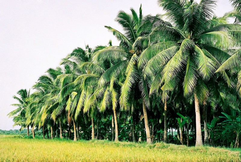 9. Rừng Dừa Tam Quan Và Tương Lai Du Lịch Bình Định