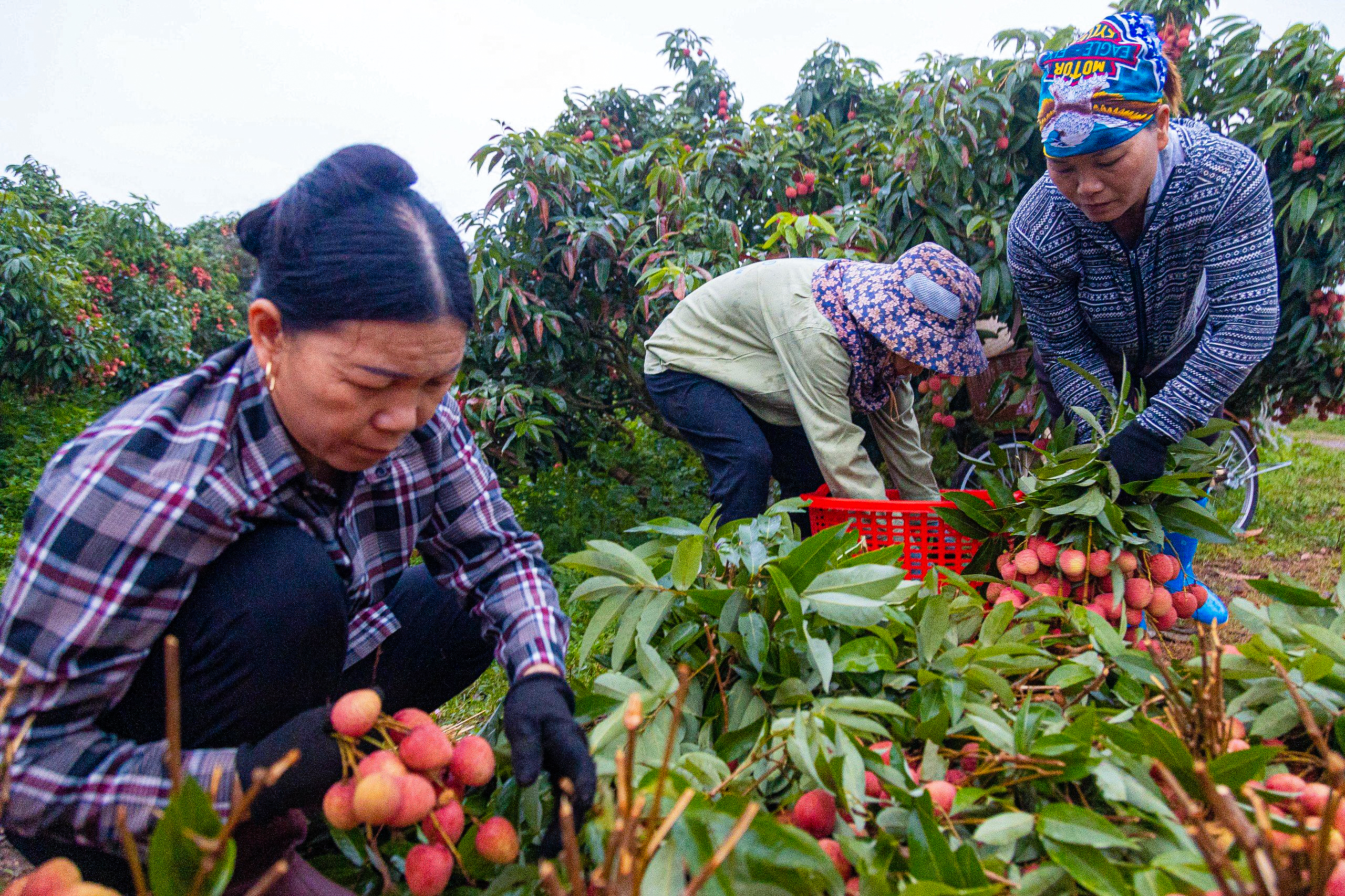 Nông dân soi đèn từ giữa đêm đi bẻ vải thiều- Ảnh 10.