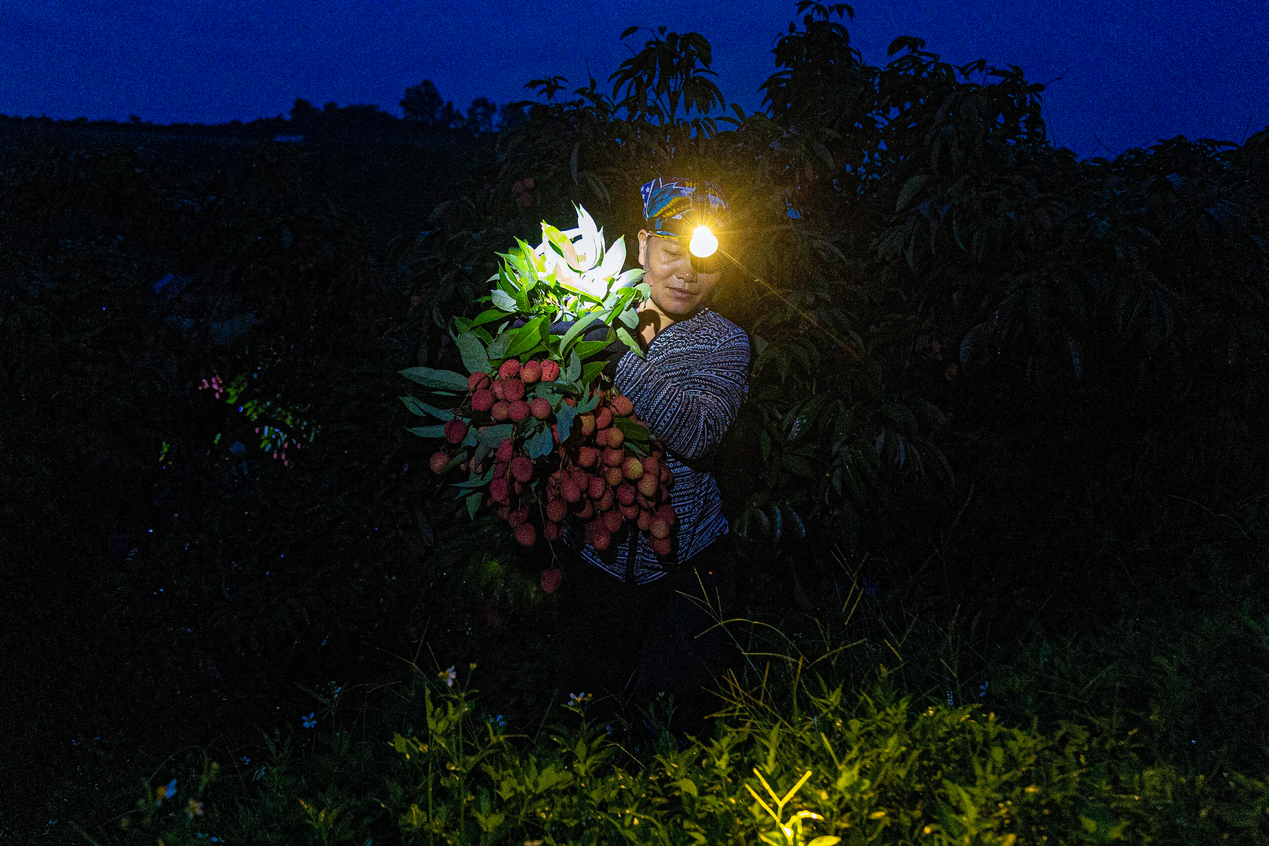 Nông dân soi đèn từ giữa đêm đi bẻ vải thiều- Ảnh 3.