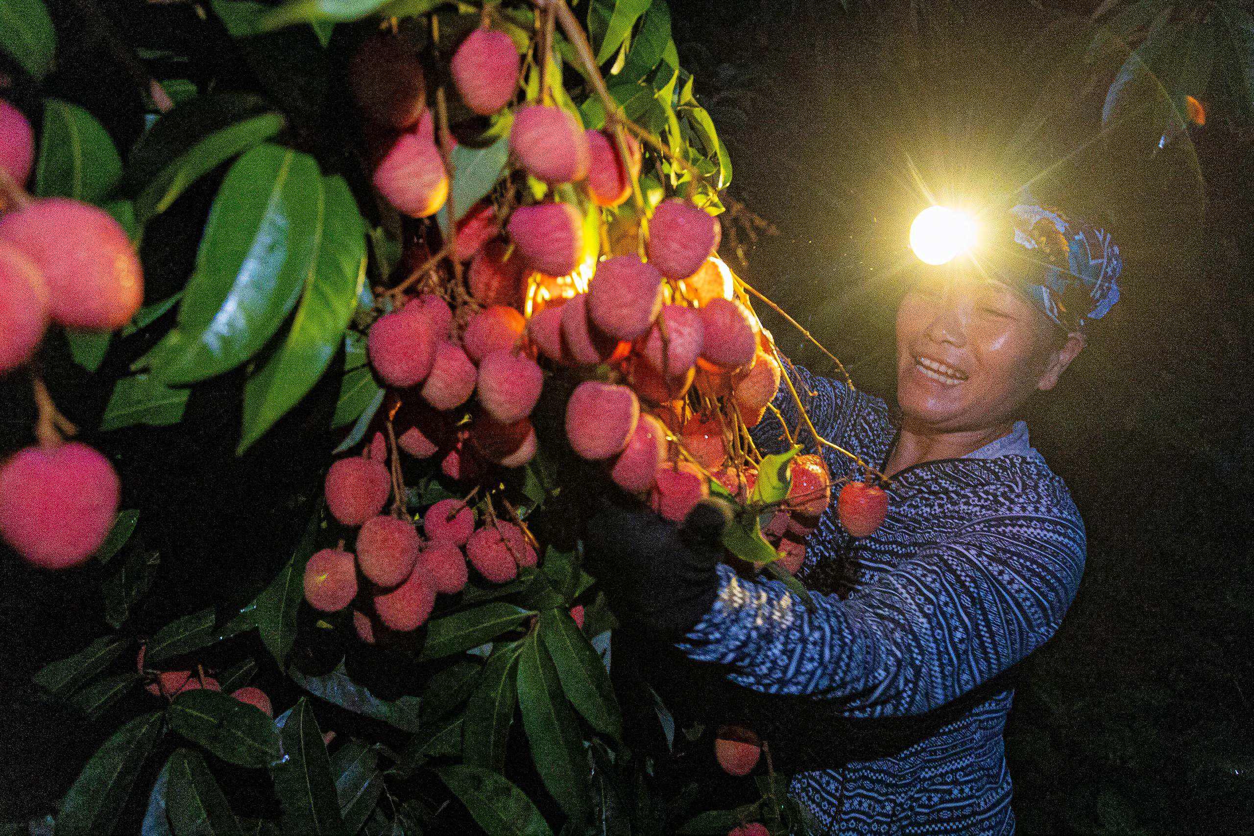 Nông dân soi đèn từ giữa đêm đi bẻ vải thiều- Ảnh 2.