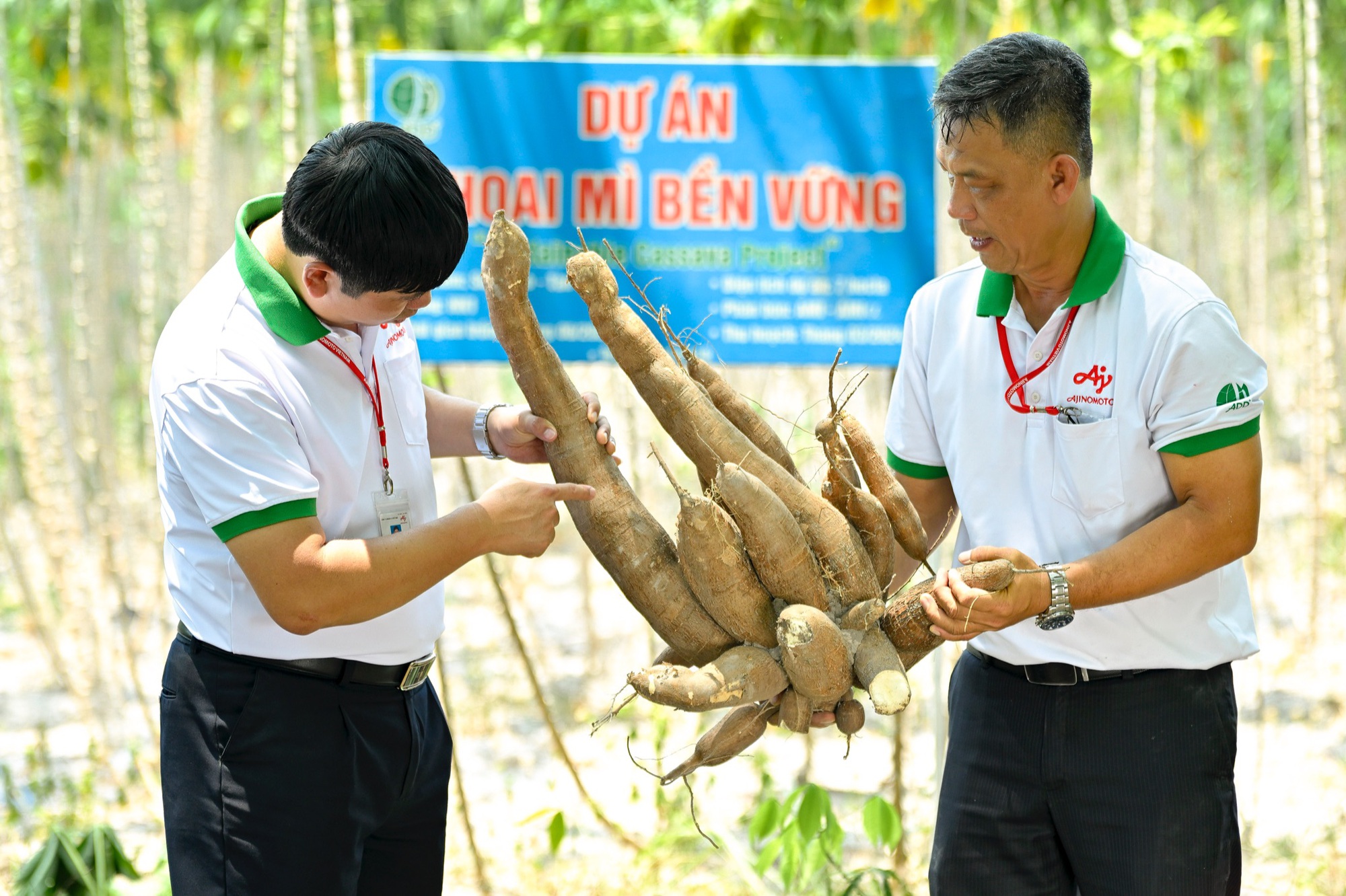 Ứng dụng kĩ thuật canh tác mới từ Ajinomoto, năng suất khoai mì tăng mạnh lên 40 tấn/ha- Ảnh 2.