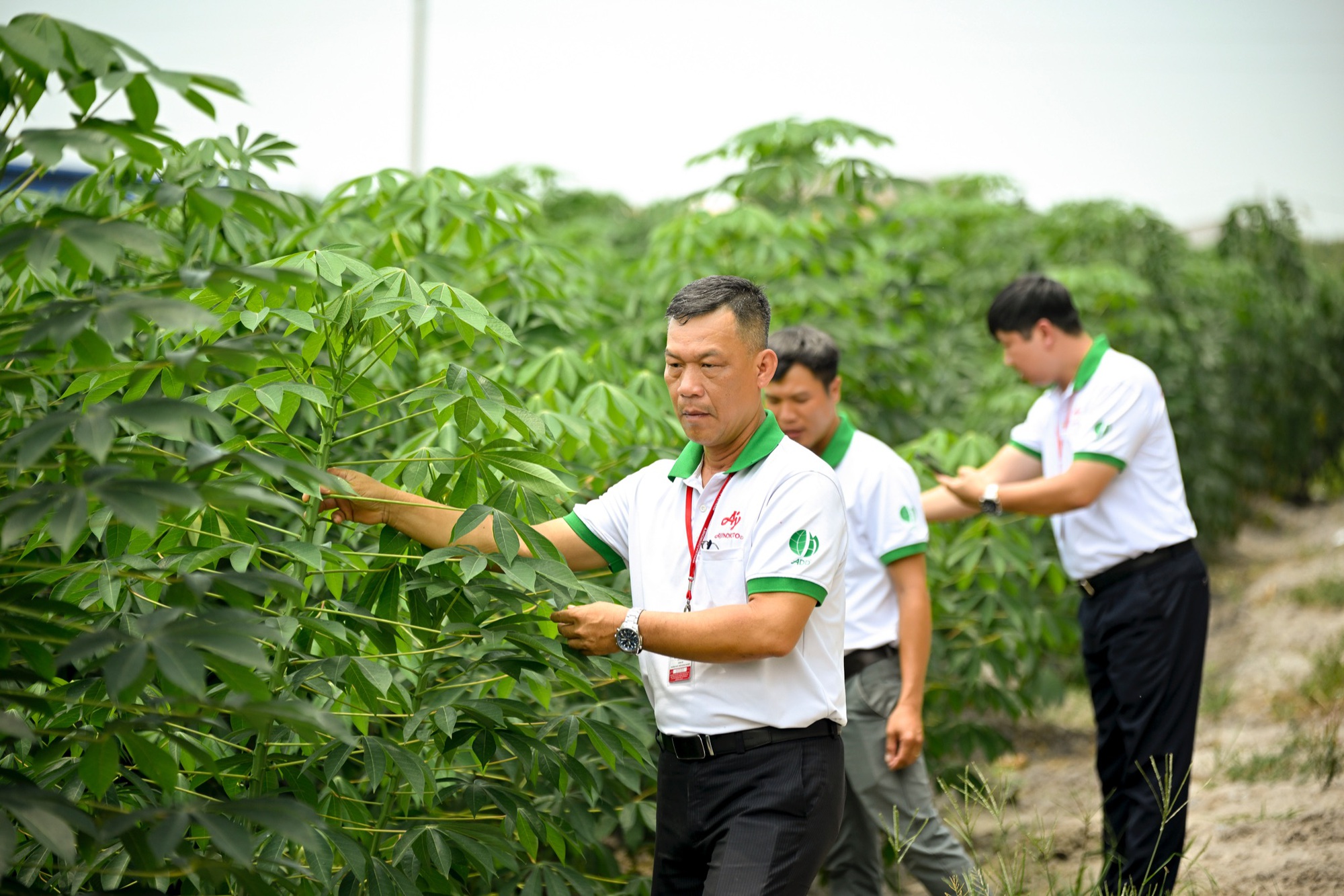 Ứng dụng kĩ thuật canh tác mới từ Ajinomoto, năng suất khoai mì tăng mạnh lên 40 tấn/ha- Ảnh 3.