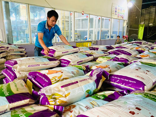 Xuất khẩu gạo năm 2024 dự báo tiếp tục gặt hái nhiều thành côngẢnh: LÊ HOÀNG VŨ