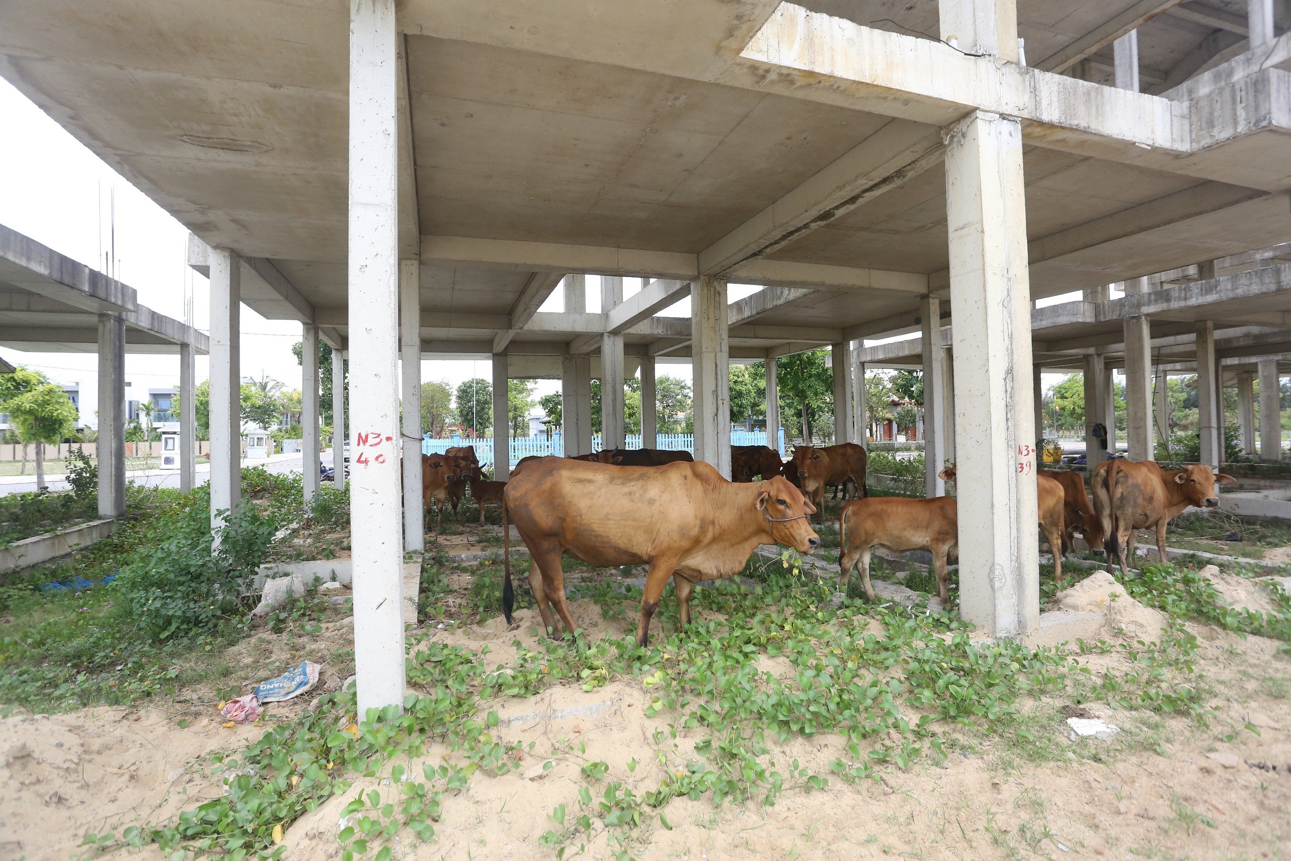 Quảng Nam báo cáo về Quảng Nam báo cáo về