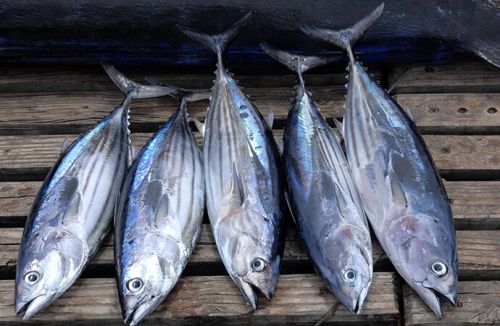 Doanh nghiệp gặp khó vì chỉ được đánh bắt cá ngừ vằn từ 5 kg- Ảnh 1.