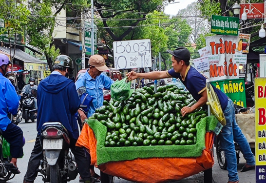 Quả bơ chủ yếu bán nội địa nên giá thấp khi rộ mùa