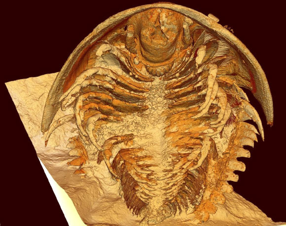 Tuyệt tích 510 triệu năm, quái vật Cambri 