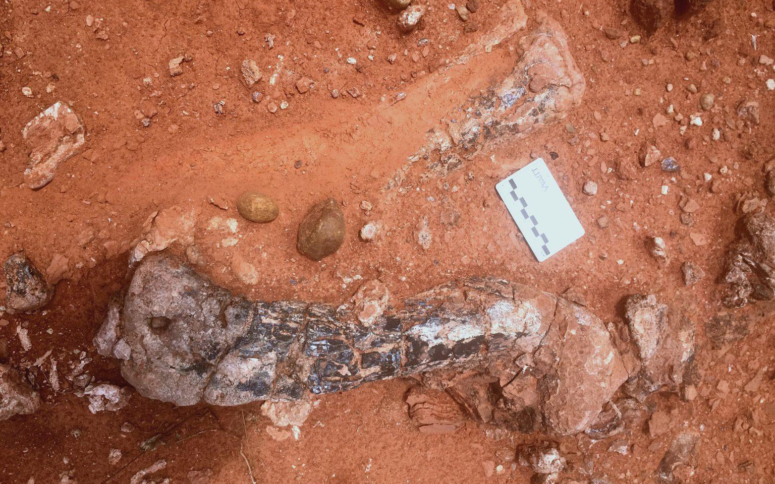 Gã khổng lồ kỷ Tam Điệp: Bất ngờ từ xương quái thú 210 triệu tuổi