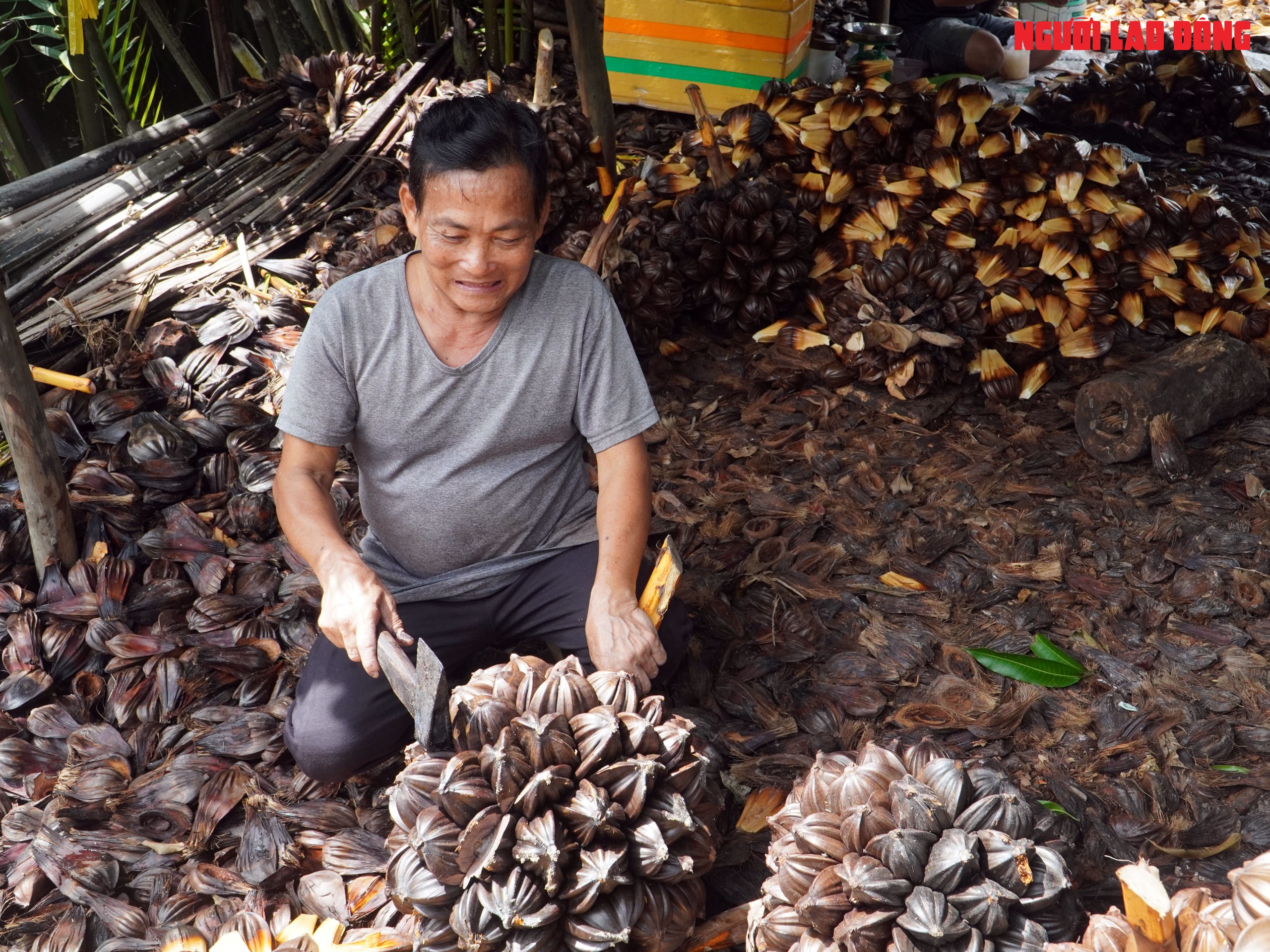 Loại trái từng bỏ đi, giờ đem về tiền triệu cho người miền Tây- Ảnh 10.