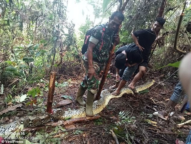 Kinh hoàng chồng phát hiện vợ bị trăn khổng lồ nuốt chửng ở Indonesia- Ảnh 1.