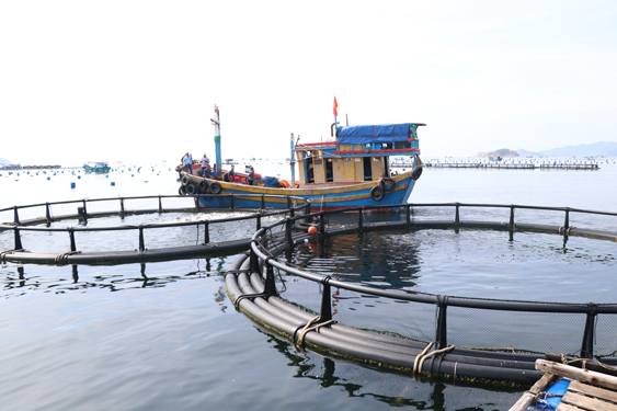 Thủy sản được nuôi trong lồng vật liệu HDPE trên vùng biển mở xã Cam Lập, TP Cam Ranh, tỉnh Khánh Hòa