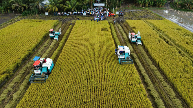 Thu hoạch lúa hè thu tại HTX Nông nghiệp - Dịch vụ Tiến Thuận (TP Cần Thơ), nơi thực hiện mô hình thí điểm Đề án 1 triệu ha lúa Thu hoạch lúa hè thu tại HTX Nông nghiệp - Dịch vụ Tiến Thuận (TP Cần Thơ), nơi thực hiện mô hình thí điểm Đề án 1 triệu ha lúa