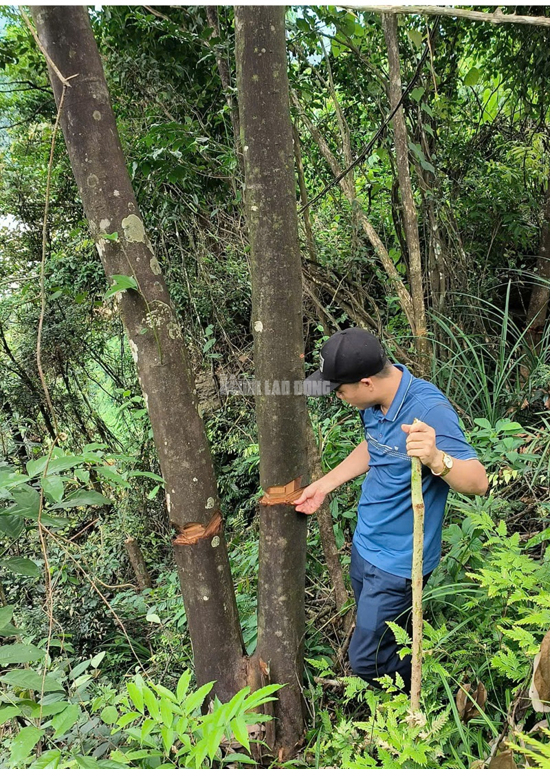 Vụ bất thường cây rừng tự nhiên bị "triệt hạ": Khởi tố vụ án nếu đủ căn cứ- Ảnh 4.