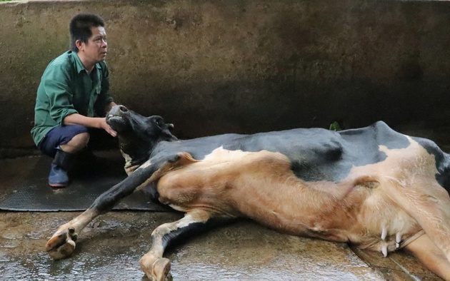 Điều tra vụ gần 70 con bò sữa chết bất thường tỷ lệ kèo nhà cái hôm nay tiêm vắc-xin