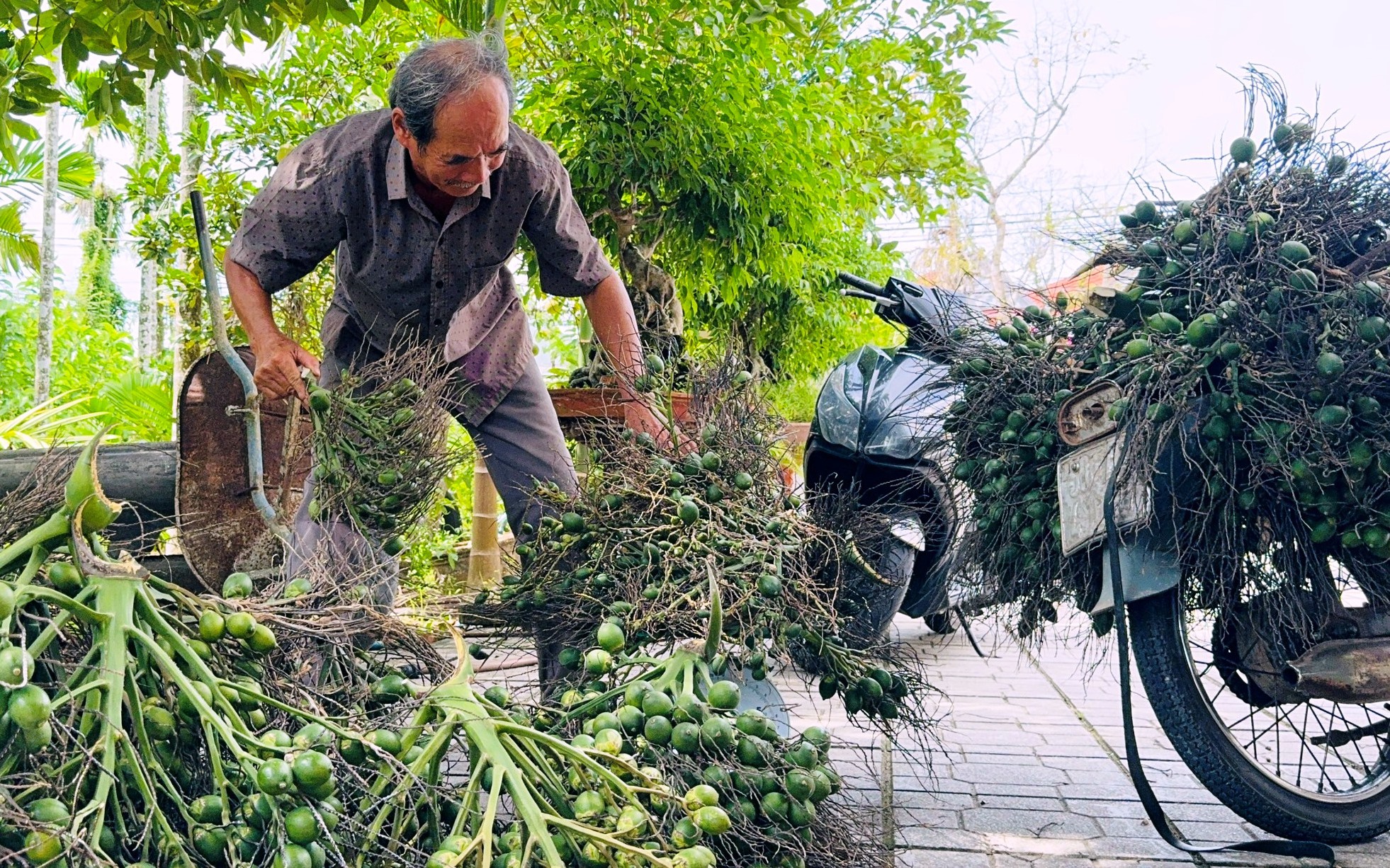 Xứ ngàn cau trúng lớn