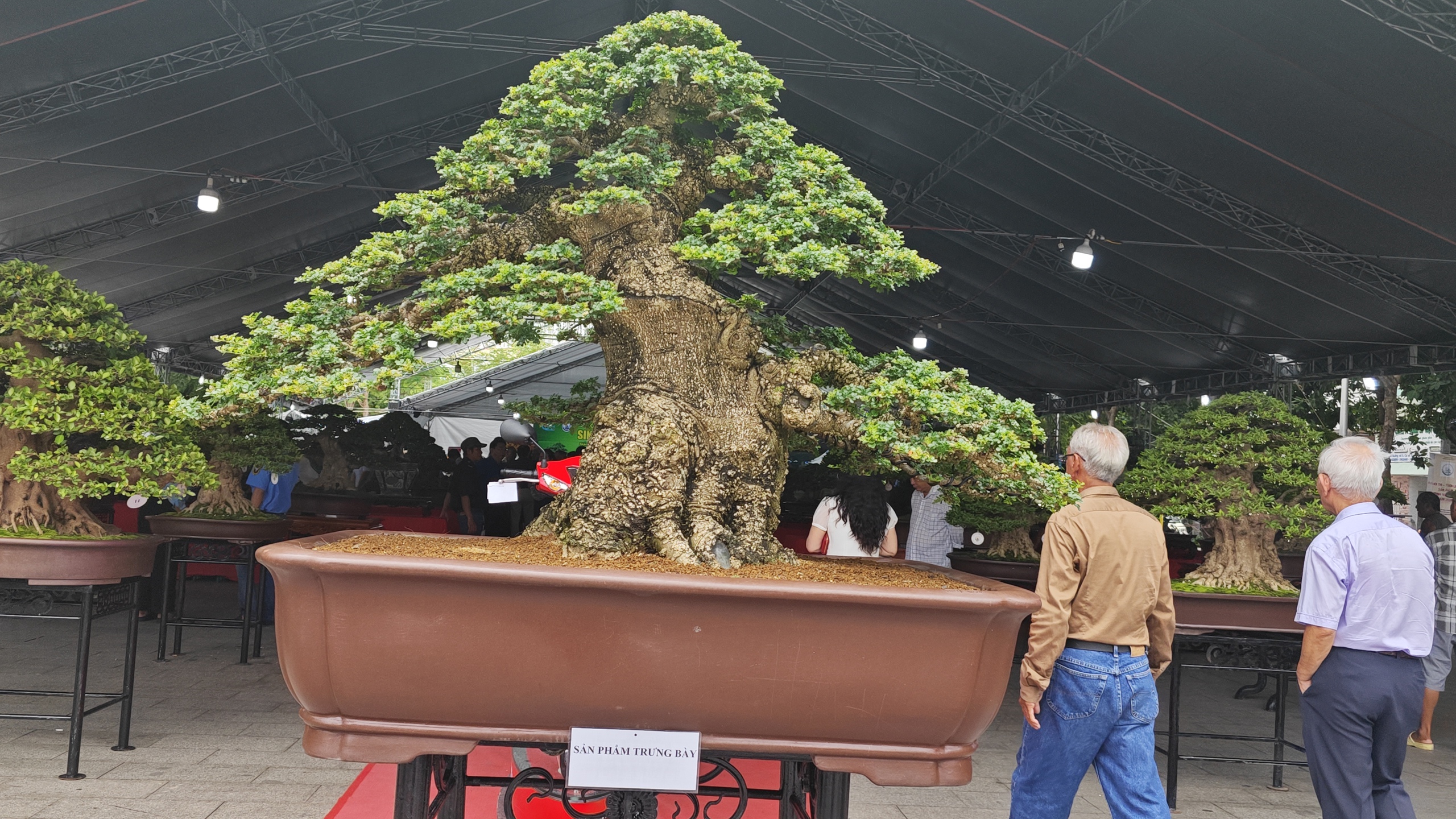 Ngắm dàn bonsai tiền tỉ và đàn cá cảnh “hot trend”- Ảnh 2.