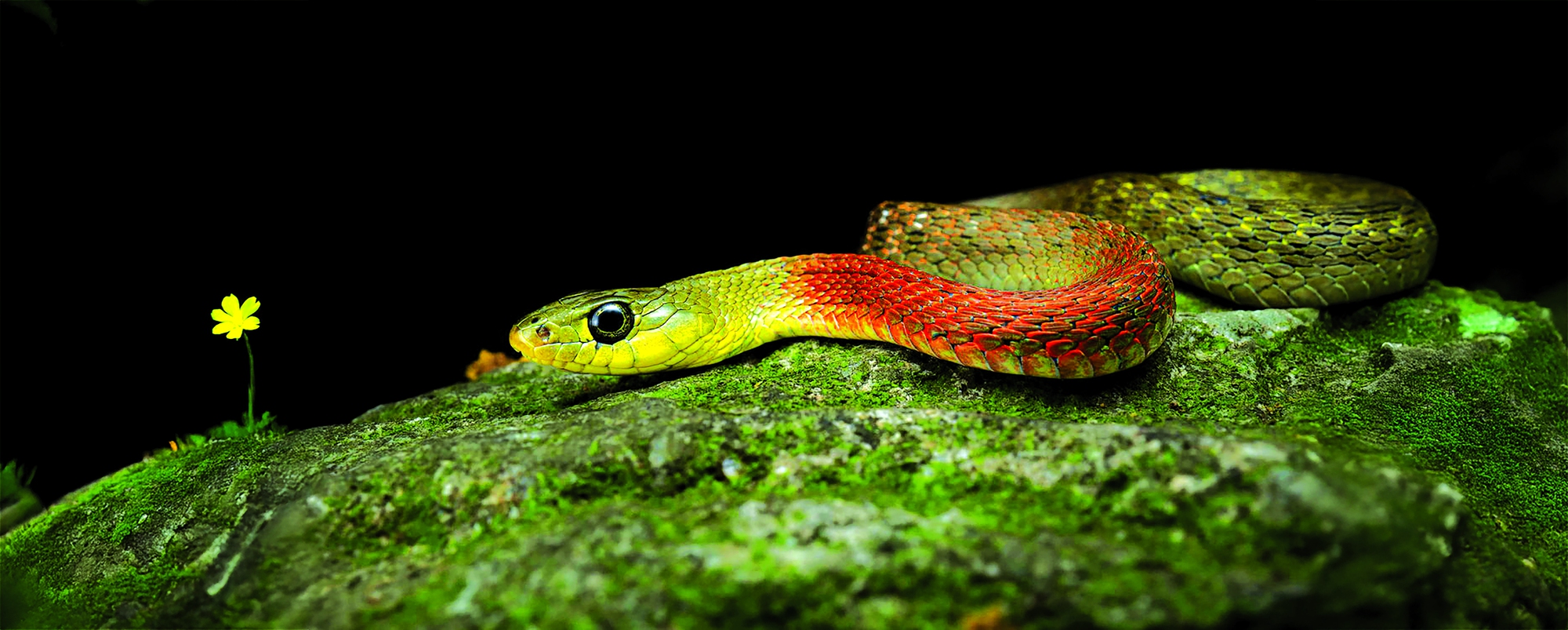 Rhabdophis-subminiatus.jpg