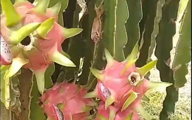Ruộng dưa hấu của người n&ocirc;ng d&acirc;n ngh&egrave;o bị kẻ xấu ph&aacute; n&aacute;t - Ảnh 2.
