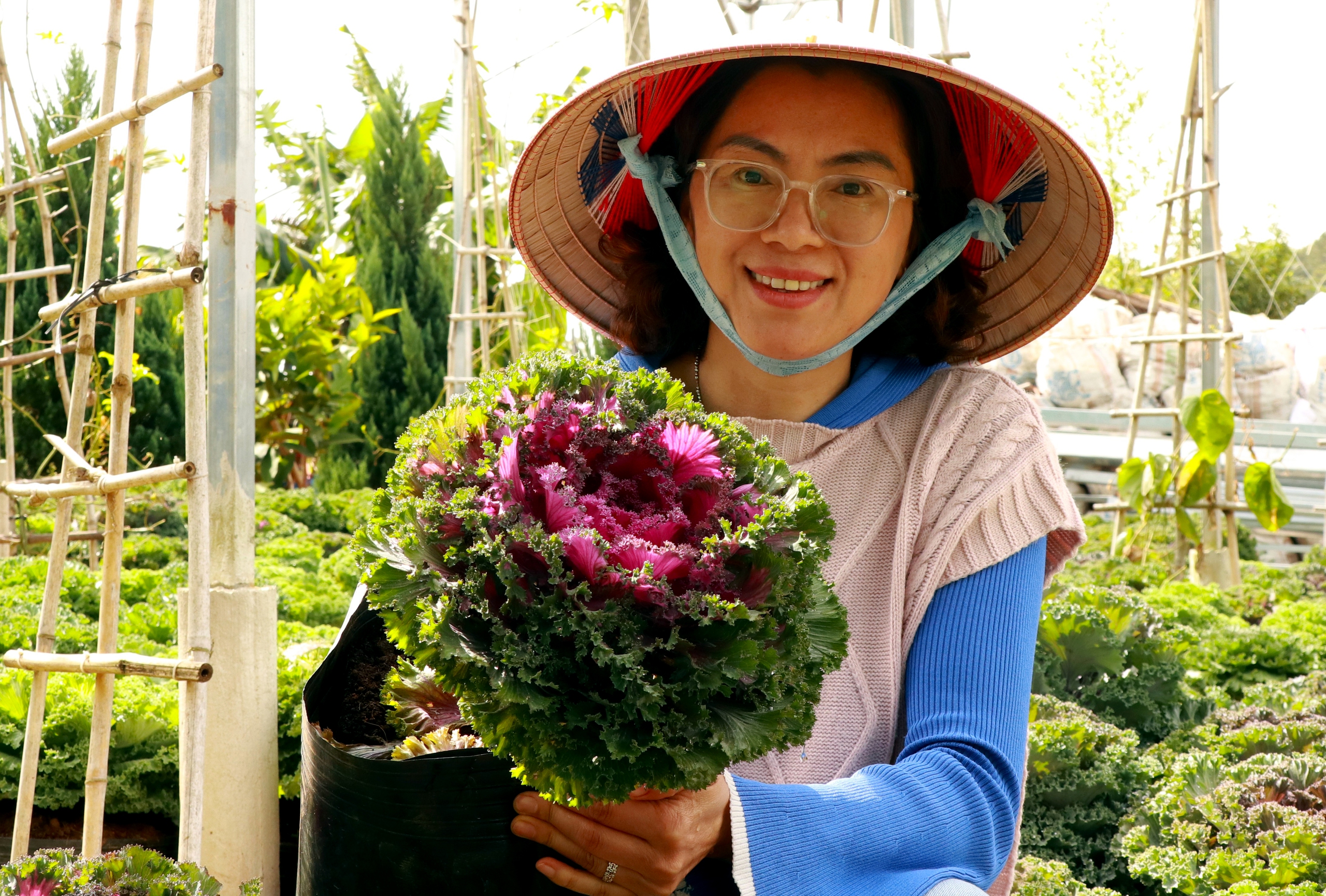 "Độc", lạ: Loại cải ở Đà Lạt vừa để ăn vừa để chưng như hoa Tết- Ảnh 2.