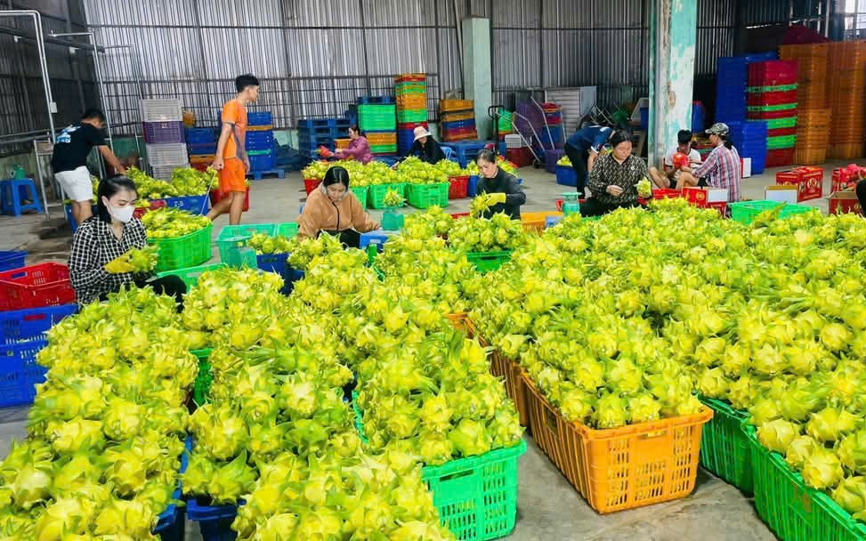 Thanh long vàng “cháy hàng” dịp Tết, nông dân lãi lớn