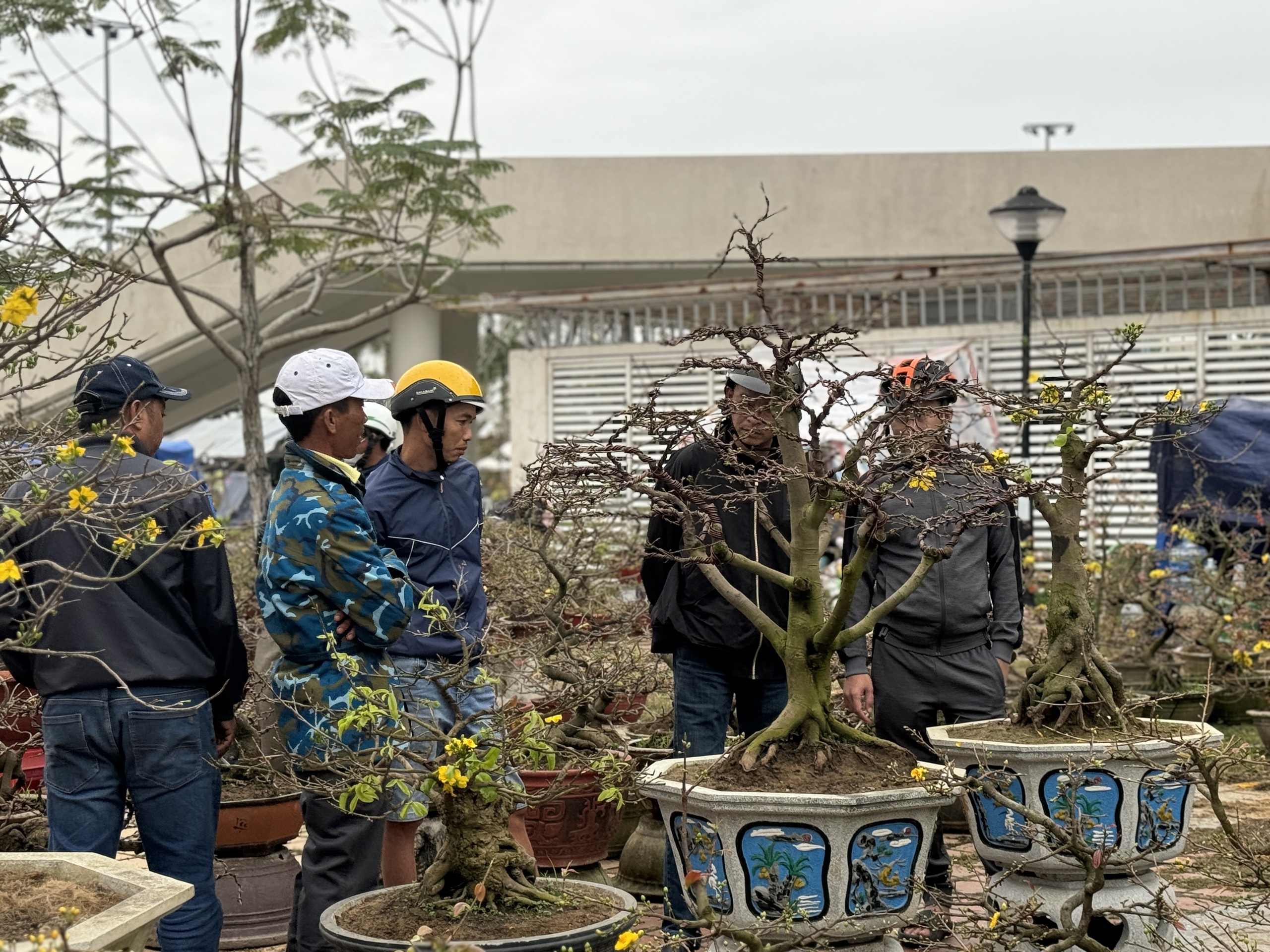 Mai đầy chợ hoa Tết Đà Nẵng, đại hạ giá vẫn vắng người mua- Ảnh 3.