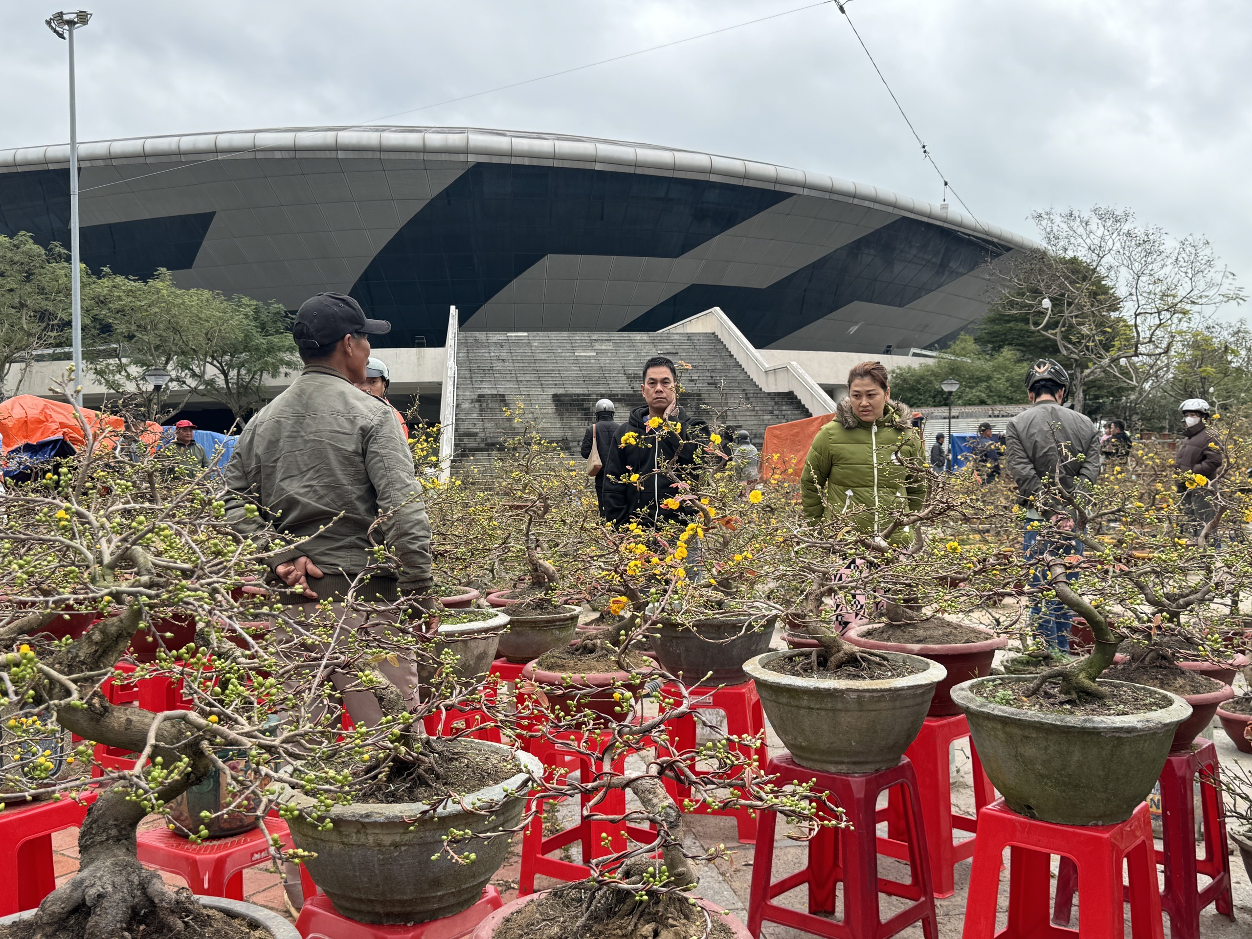 Mai đầy chợ hoa Tết Đà Nẵng, đại hạ giá vẫn vắng người mua- Ảnh 4.