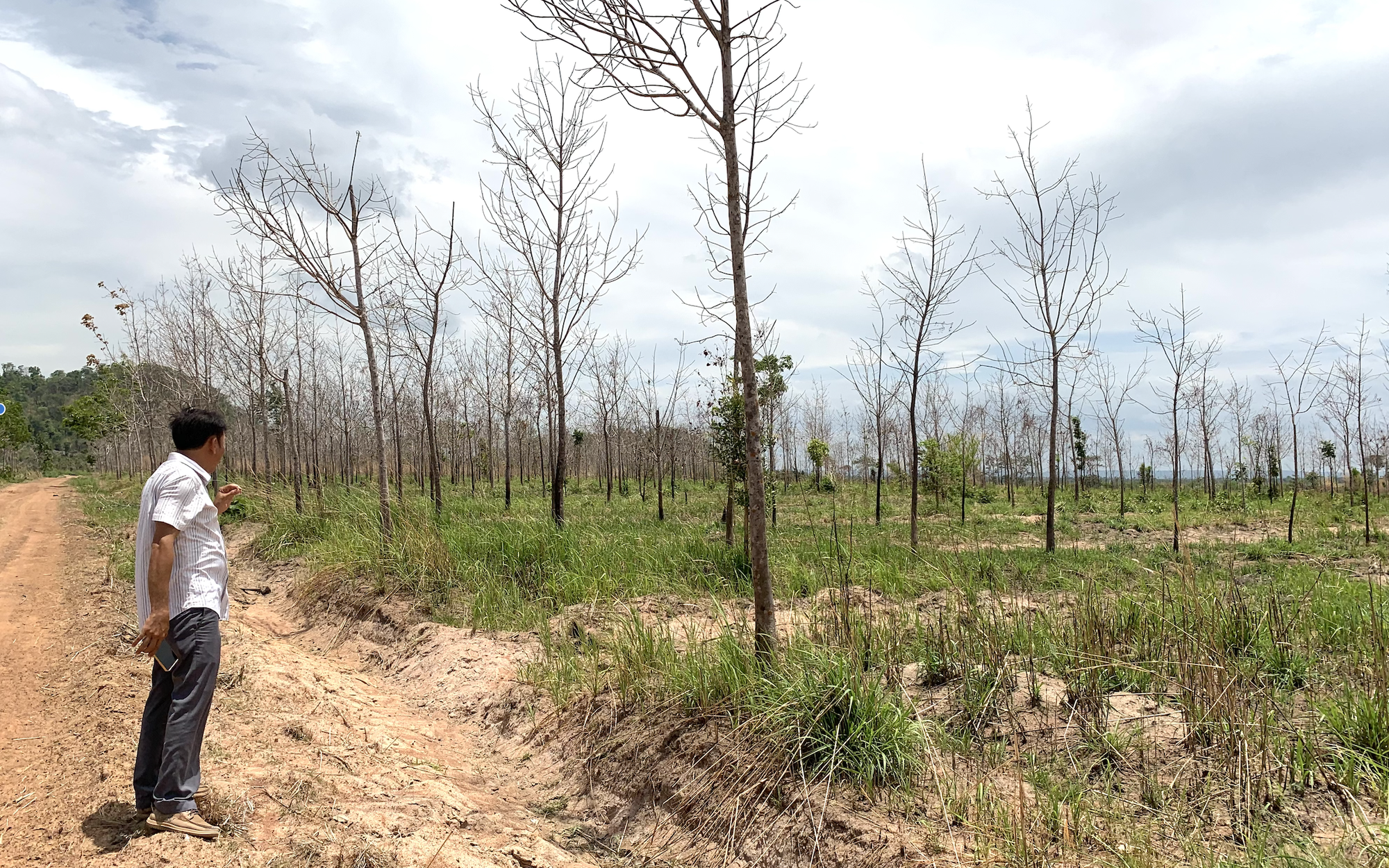 Gia Lai thu hồi đất cao su k&eacute;m hiệu quả để ph&aacute;t triển kinh tế - Ảnh 2.