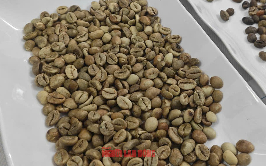Giá cà phê hôm nay 14 - 10: Tăng mạnh đầu tuần cho Arabica và Robusta - Ảnh 1.