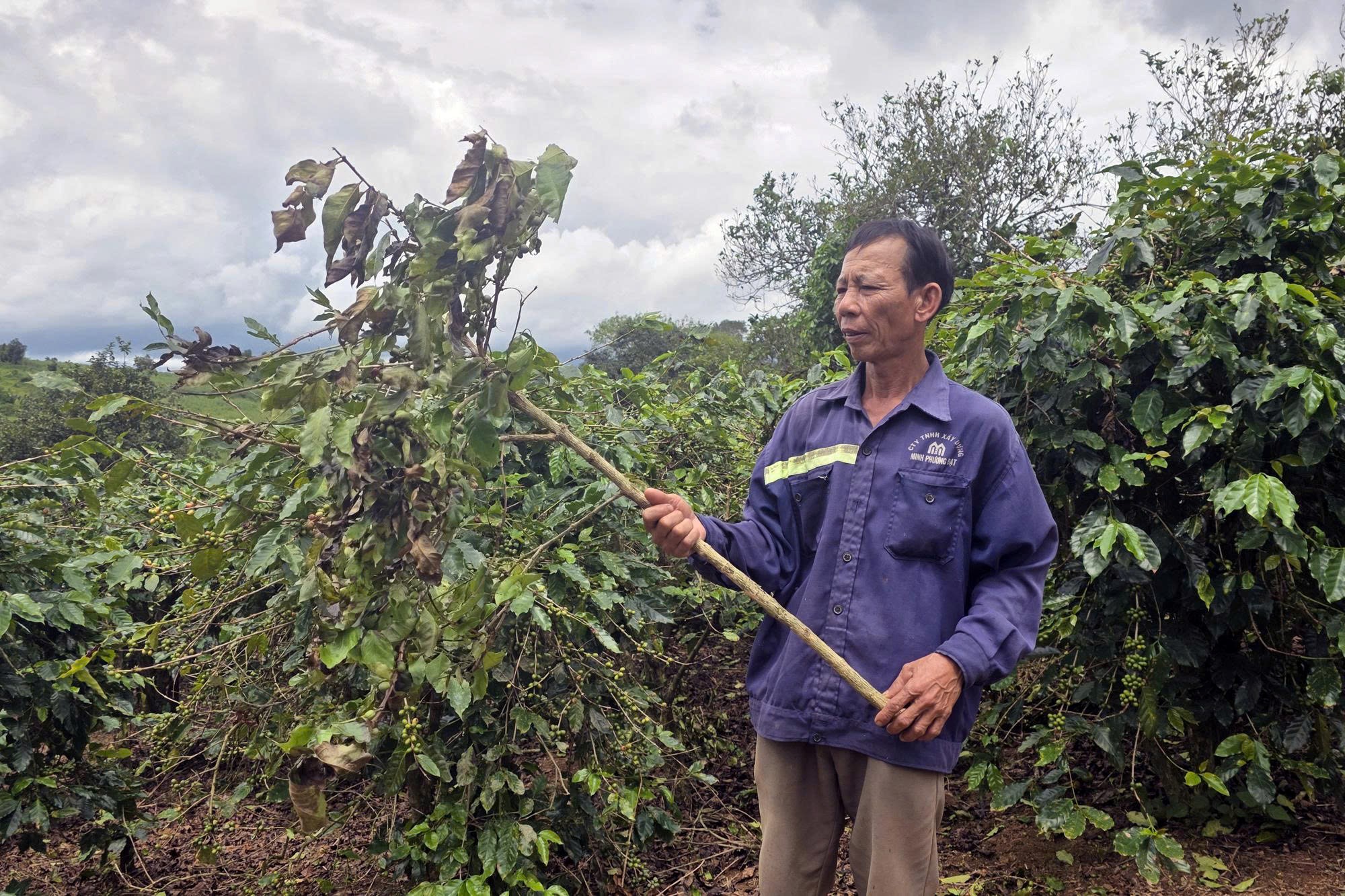 Ngăn chặn nạn bẻ cành, hái trộm cà phê - Ảnh 1. Ngăn chặn nạn bẻ cành, hái trộm cà phê - Ảnh 1.