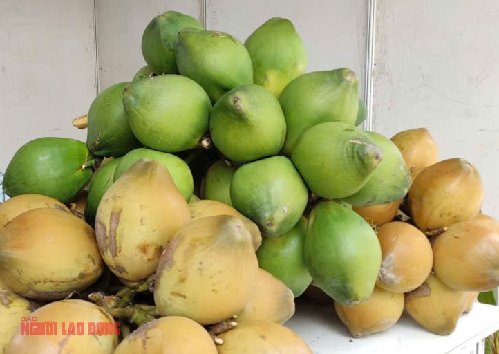 Dừa xuất khẩu tươi: Bí kíp trồng dừa hiệu quả cho nông dân Việt Nam - Ảnh 2.