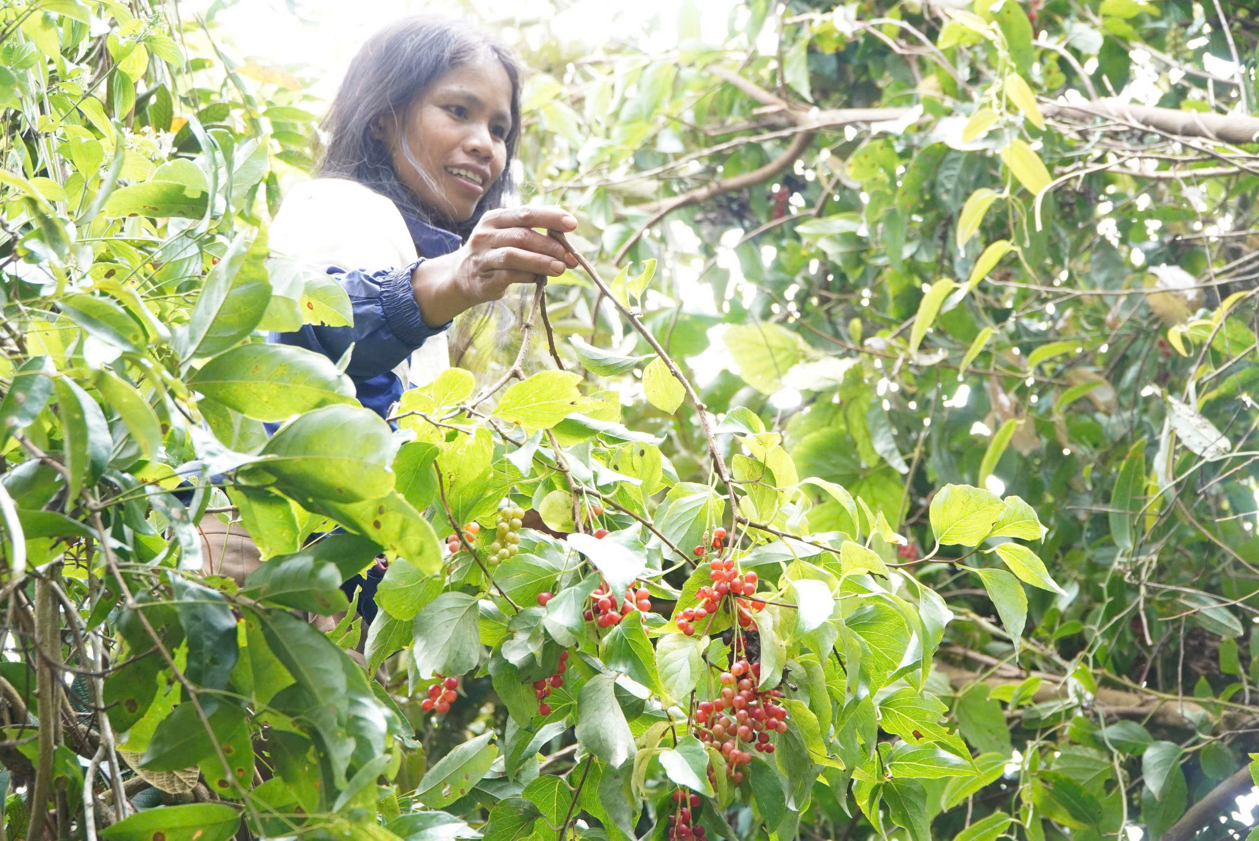 Hạt ngọc trời ngũ vị tử - báu vật từ núi ngọc Linh - Ảnh 3. Hạt ngọc trời ngũ vị tử - báu vật từ núi ngọc Linh - Ảnh 3.