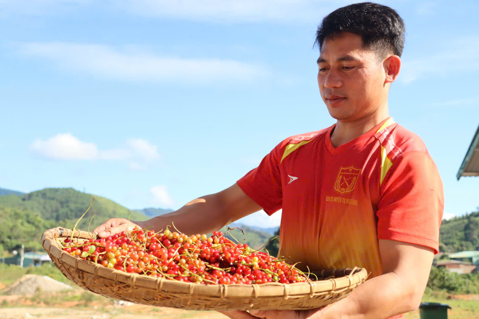 Hạt ngọc trời ngũ vị tử - báu vật từ núi ngọc Linh - Ảnh 5. Hạt ngọc trời ngũ vị tử - báu vật từ núi ngọc Linh - Ảnh 5.