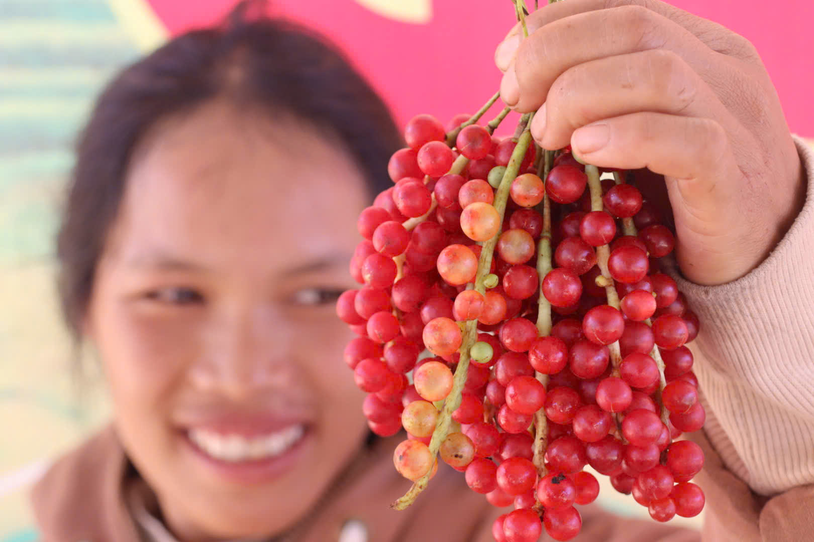 Hạt ngọc trời ngũ vị tử - báu vật từ núi ngọc Linh - Ảnh 6. Hạt ngọc trời ngũ vị tử - báu vật từ núi ngọc Linh - Ảnh 6.