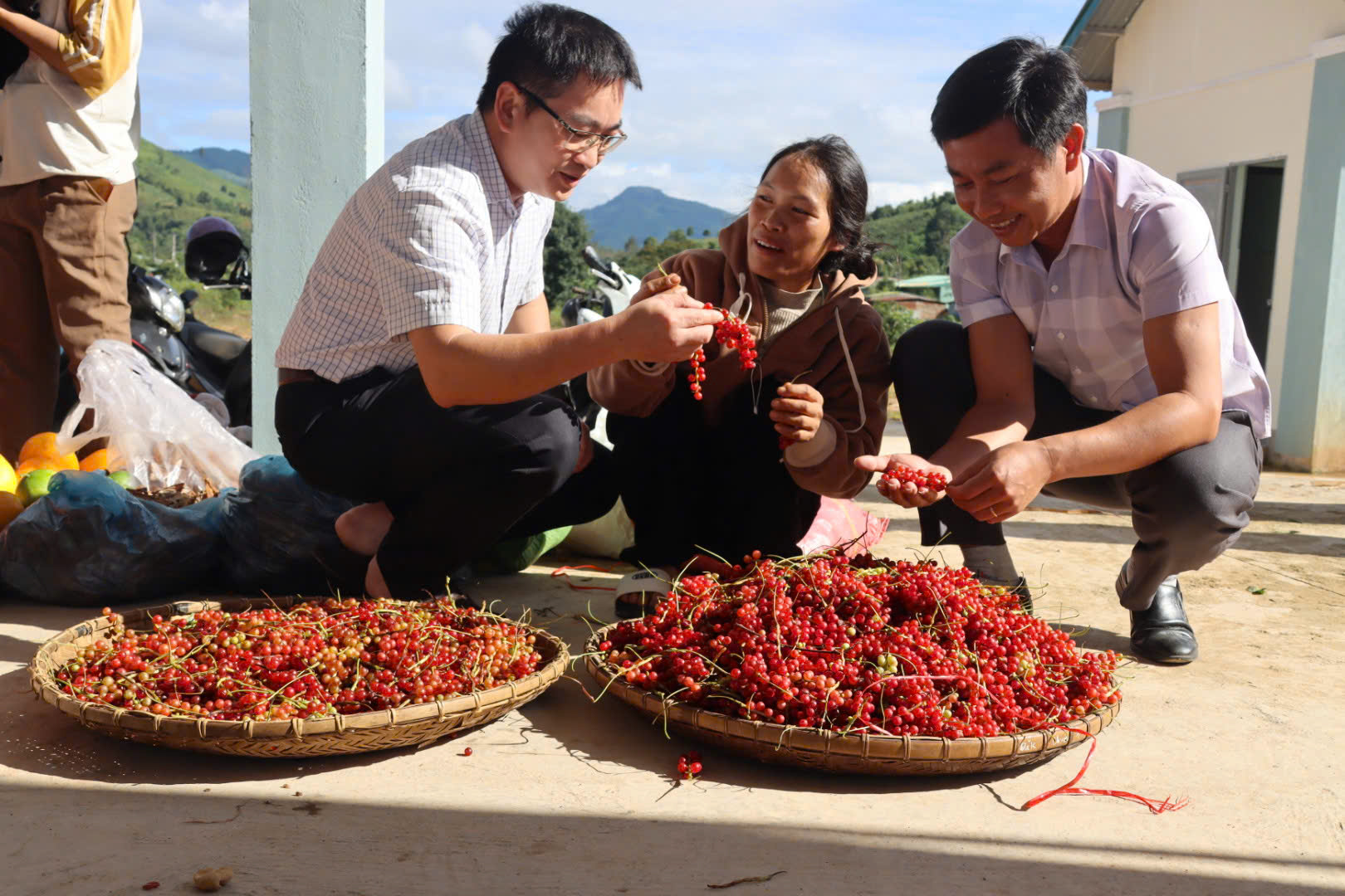 Hạt ngọc trời ngũ vị tử - báu vật từ núi ngọc Linh - Ảnh 7. Hạt ngọc trời ngũ vị tử - báu vật từ núi ngọc Linh - Ảnh 7.