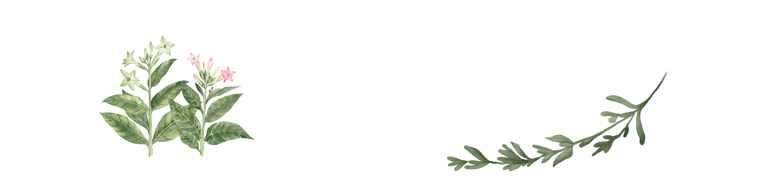 Giải mã phương “thuốc thổi” nối liền xương gãy giữa đại ngàn - Ảnh 4.
