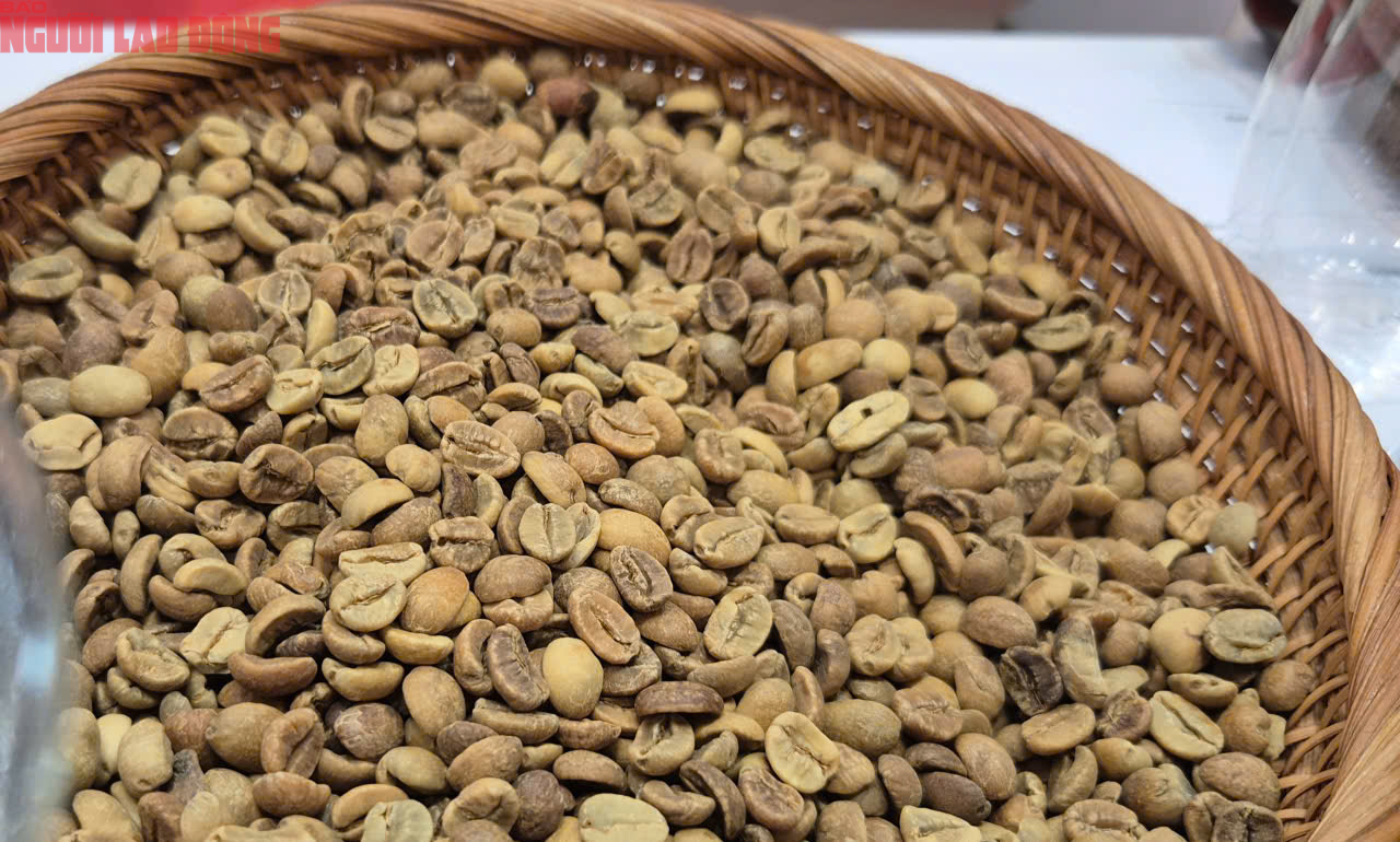Giá cà phê hôm nay 18 - 10: Robusta giảm nhưng vẫn tăng tuần qua - Ảnh 3. Giá cà phê hôm nay 18 - 10: Robusta giảm nhưng vẫn tăng tuần qua - Ảnh 3.