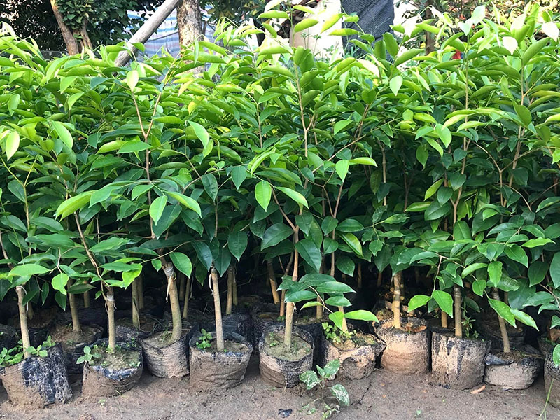 Cảnh báo về cây Kỳ Hải Nam và nguy cơ pháp luật tại Việt Nam - Ảnh 1. Cảnh báo về cây Kỳ Hải Nam và nguy cơ pháp luật tại Việt Nam - Ảnh 1.