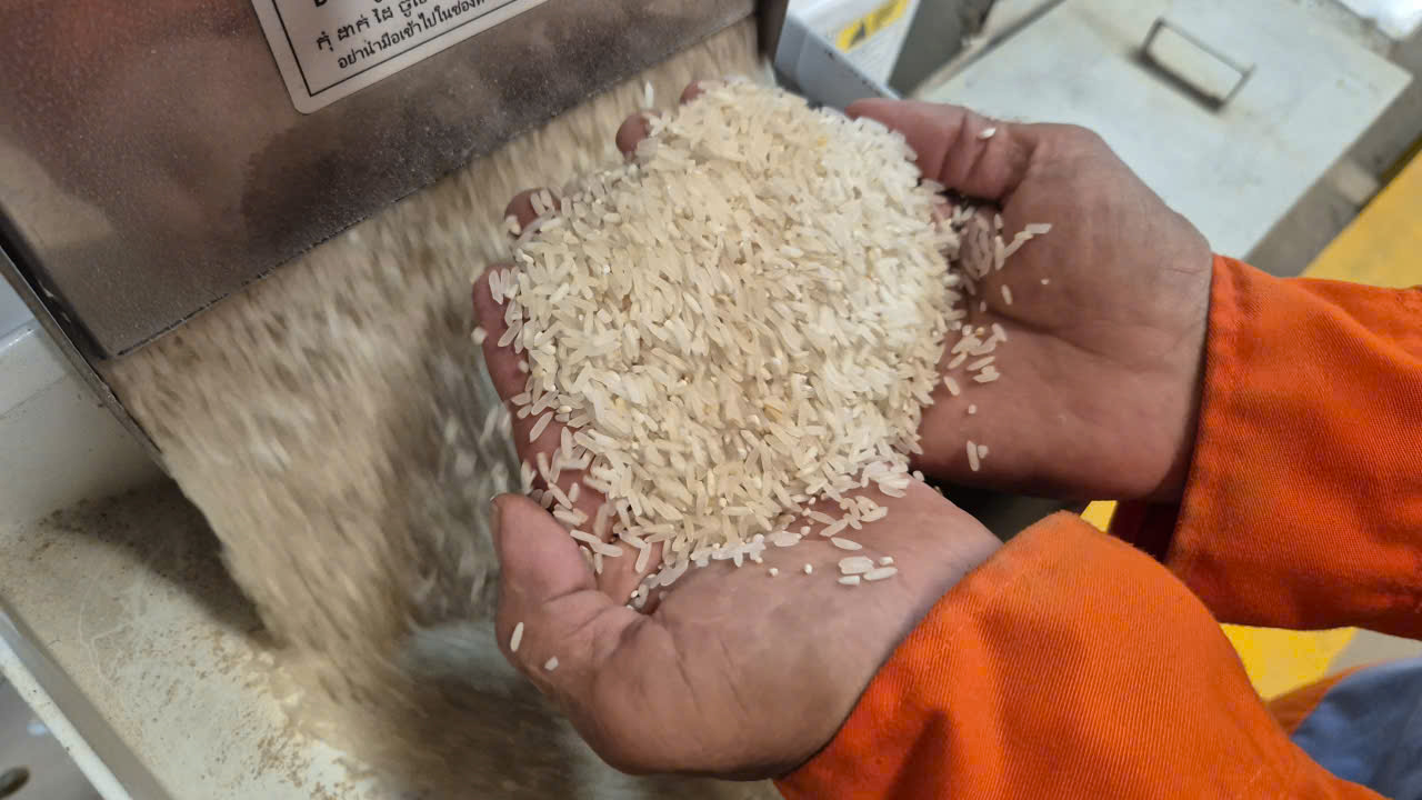 Gạo tẻ trắng và cơ hội xuất khẩu vào thị trường Singapore - Ảnh 1. Gạo tẻ trắng và cơ hội xuất khẩu vào thị trường Singapore - Ảnh 1.