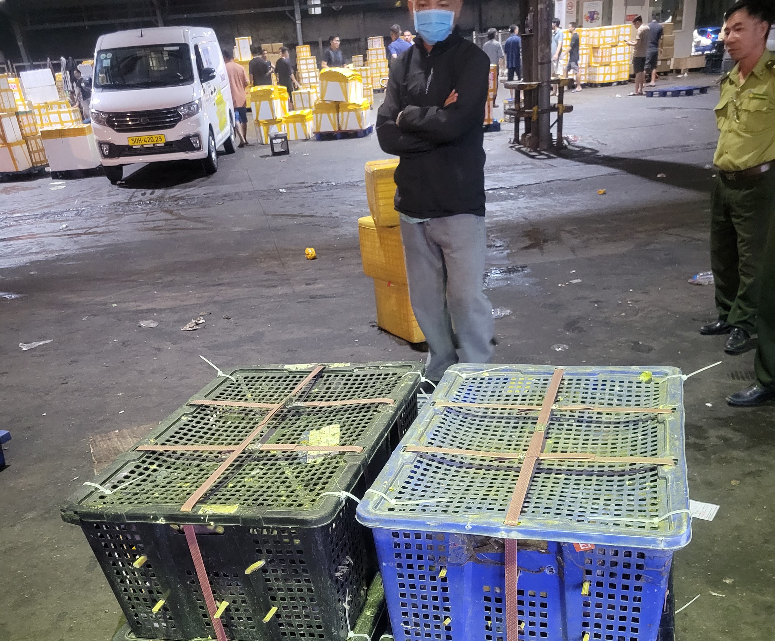 TP HCM: Phát hiện khoảng 500 con chim cu ngói không giấy tờ ở kho gần sân bay - Ảnh 2.