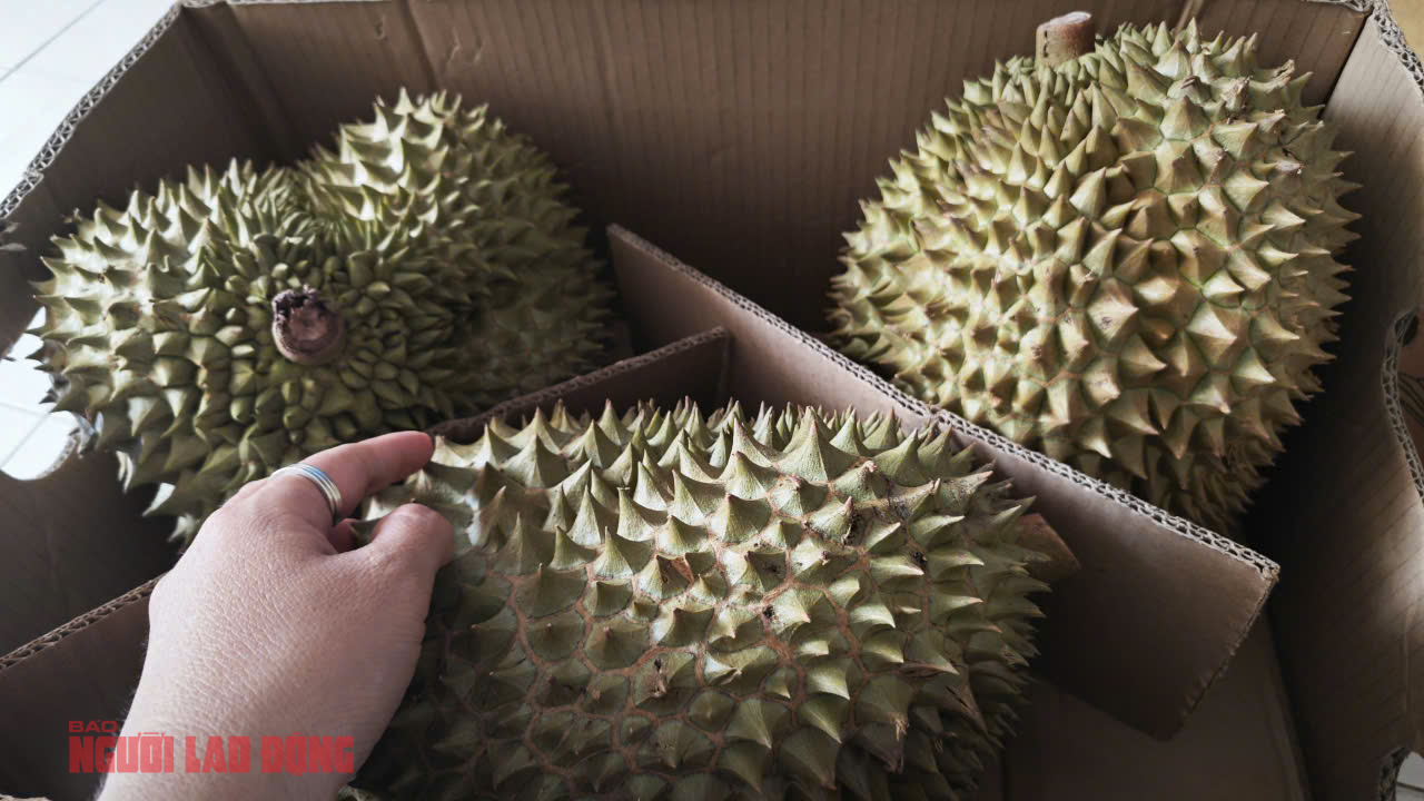 Sầu riêng trái vụ và nguyên nhân giá giảm bất ngờ tại Đắk Lắk - Ảnh 2. Sầu riêng trái vụ và nguyên nhân giá giảm bất ngờ tại Đắk Lắk - Ảnh 2.