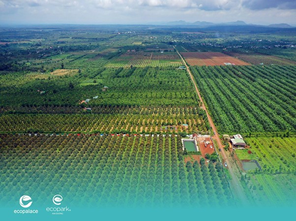 So sánh bài toán đầu tư: Gửi tiết kiệm – Trồng sầu riêng – Mua shophouse của Ecopark tại Tây Nguyên - Ảnh 1.