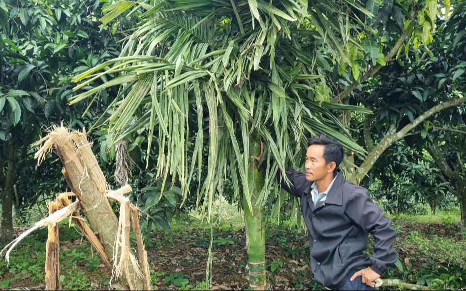 Xung đột giữa voi và người tại Đắk Wil gây lo lắng cho dân địa phương - Ảnh 3. Xung đột giữa voi và người tại Đắk Wil gây lo lắng cho dân địa phương - Ảnh 3.