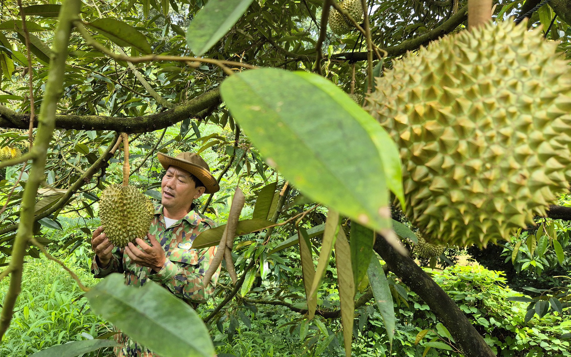 Xuất khẩu mít tươi sang Trung Quốc: Cơ hội mới cho nông sản Việt Nam - Ảnh 2.