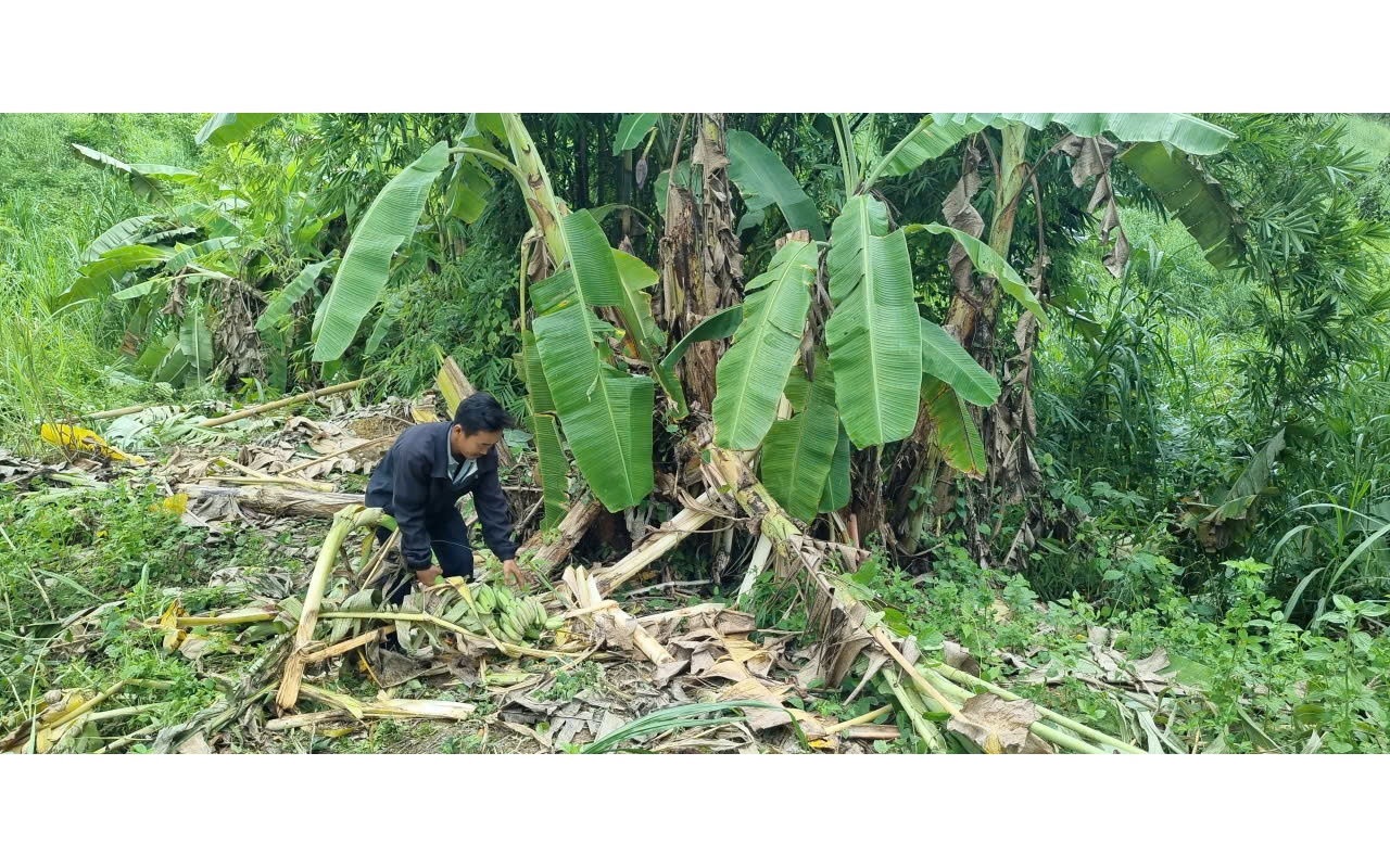 Người đàn ông tử vong nghi bị voi rừng tấn công tại Đắk Wil - Ảnh 2.