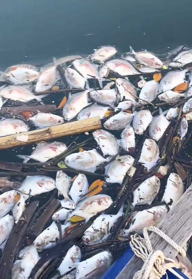Cá chim vây vàng chết hàng loạt ở Đặc khu Vân Đồn và nguyên nhân gây thiệt hại - Ảnh 1. Cá chim vây vàng chết hàng loạt ở Đặc khu Vân Đồn và nguyên nhân gây thiệt hại - Ảnh 1.