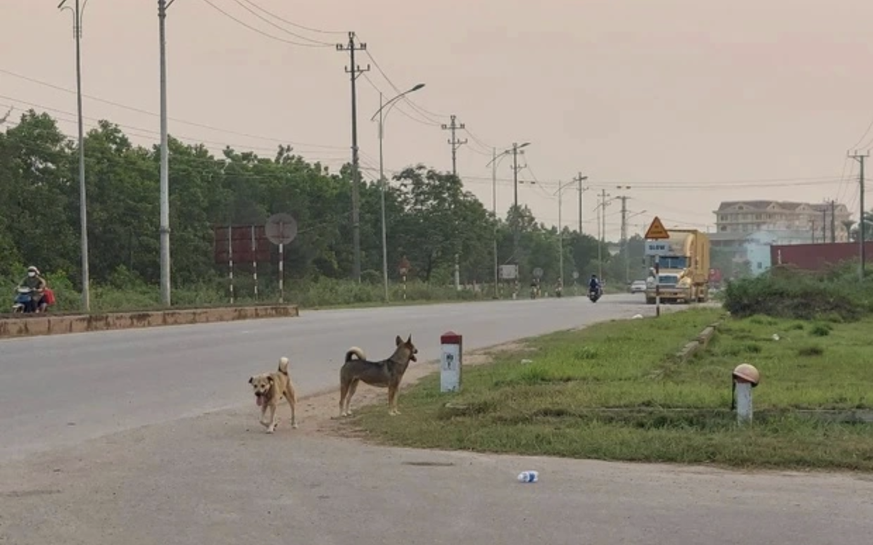 TPHCM: chủ nuôi chó, mèo phải khai báo với UBND phường - Ảnh 2.